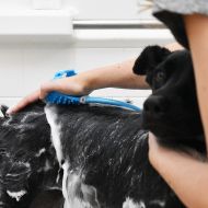 Ruční sprcha pro zvířata